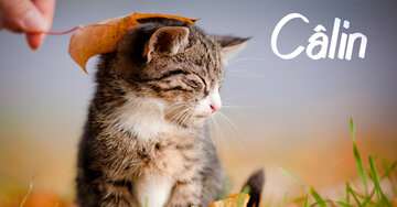 Aperçu de la carte : Câlin