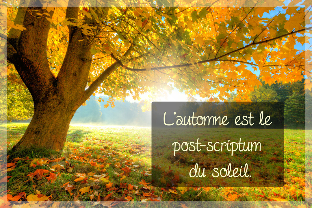 Paysage d'automne ensoleillé avec un grand arbre aux feuilles jaunes et une citation poétique sur la lumière de la saison.