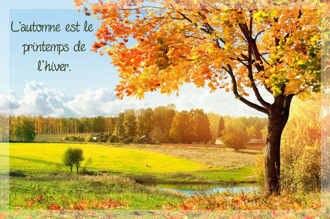 Un arbre majestueux aux feuilles orange et jaunes se dresse au premier plan d'un paysage de campagne automnal sous un ciel bleu.