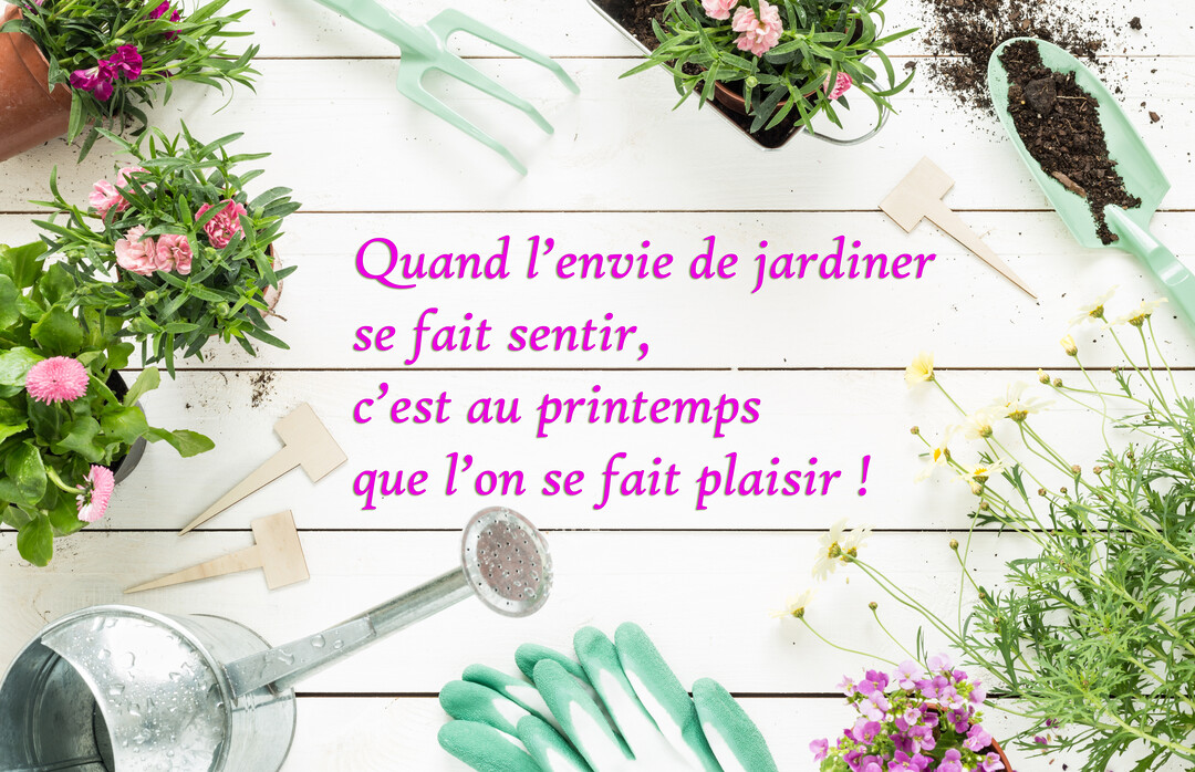 Vue de dessus d'outils de jardinage, de pots de fleurs roses et d'un arrosoir, disposés sur des planches de bois peintes en blanc.