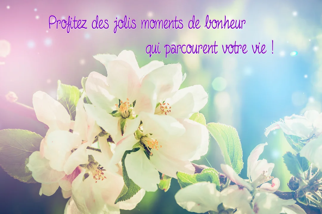 Gros plan sur des fleurs de pommier blanches épanouies, baignées dans une lumière douce et colorée avec un effet bokeh onirique en arrière-plan.