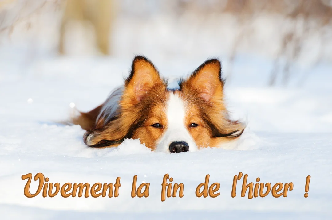 Un chien de race Border Collie, roux et blanc, est couchĂ© dans la neige Ă©paisse, avec seulement sa tĂȘte et ses oreilles visibles.