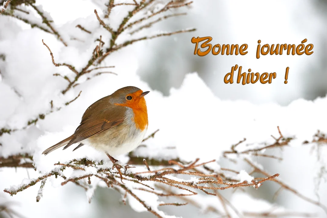 Photographie d'un petit oiseau rouge-gorge au plumage brun et orange, posé sur une branche d'arbre entièrement couverte de neige épaisse.