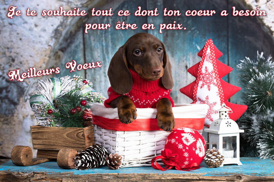 Un jeune chiot teckel marron en pull tricoté rouge est assis dans un panier blanc, entouré de décorations de Noël rustiques.