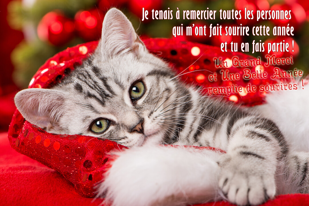 Un jeune chat tigré gris aux yeux verts est allongé confortablement, enroulé dans un bonnet de Noël rouge vif à paillettes.