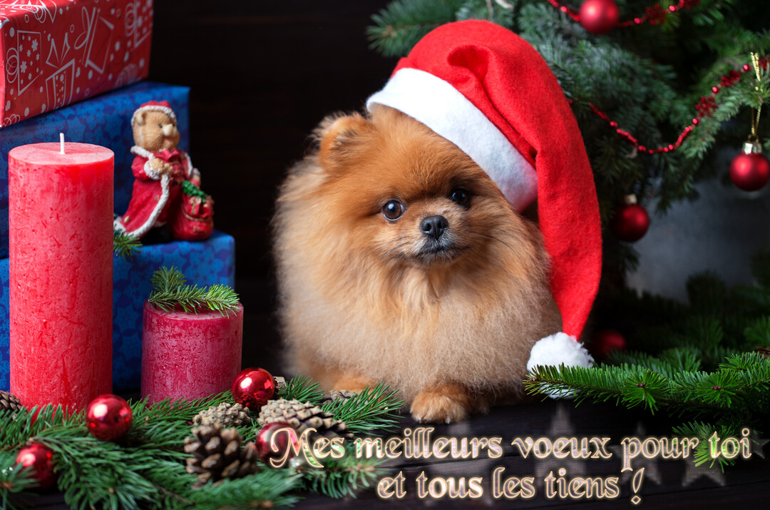 Un petit chien poméranien roux coiffé d'un bonnet de Noël est assis devant un sapin, des cadeaux et des bougies rouges.