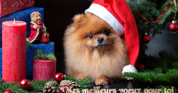 Aperçu de la carte : Mes meilleurs voeux pour toi
et tous les tiens !