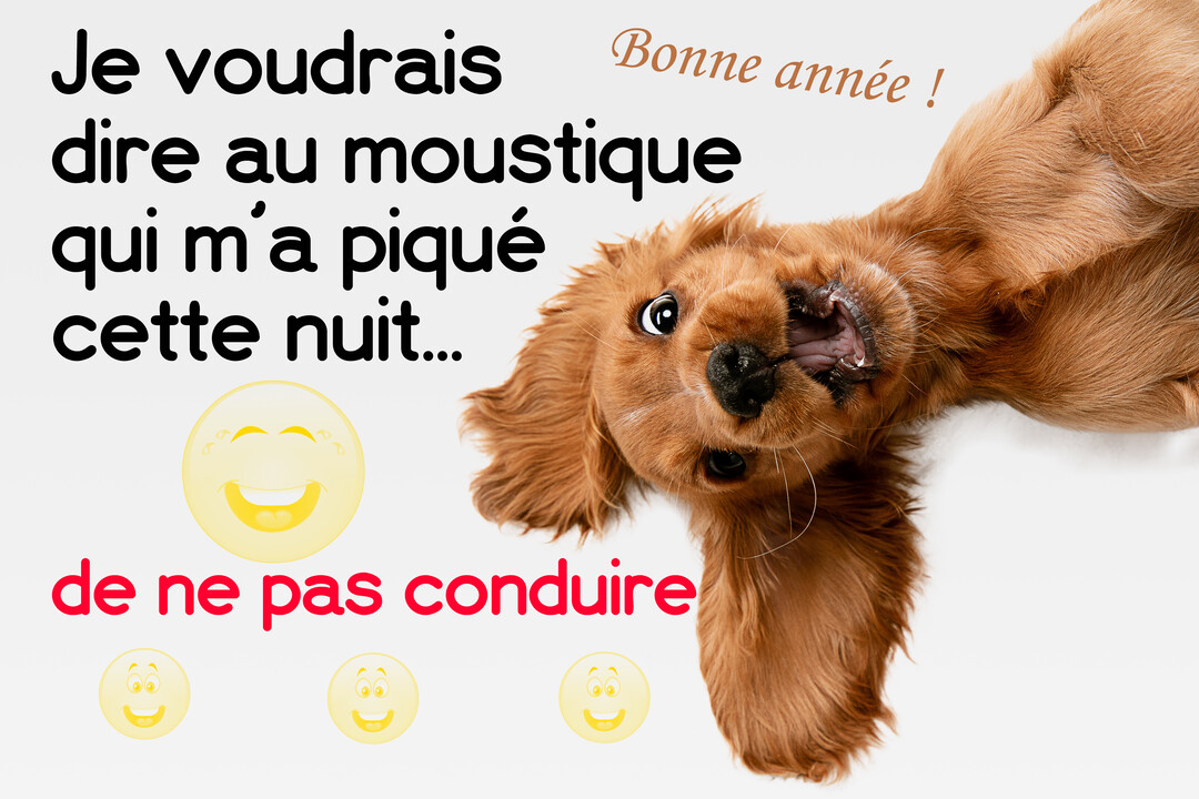 Un chiot cocker brun est allongé sur le dos, l'air joueur, à côté d'un texte humoristique pour la nouvelle année.