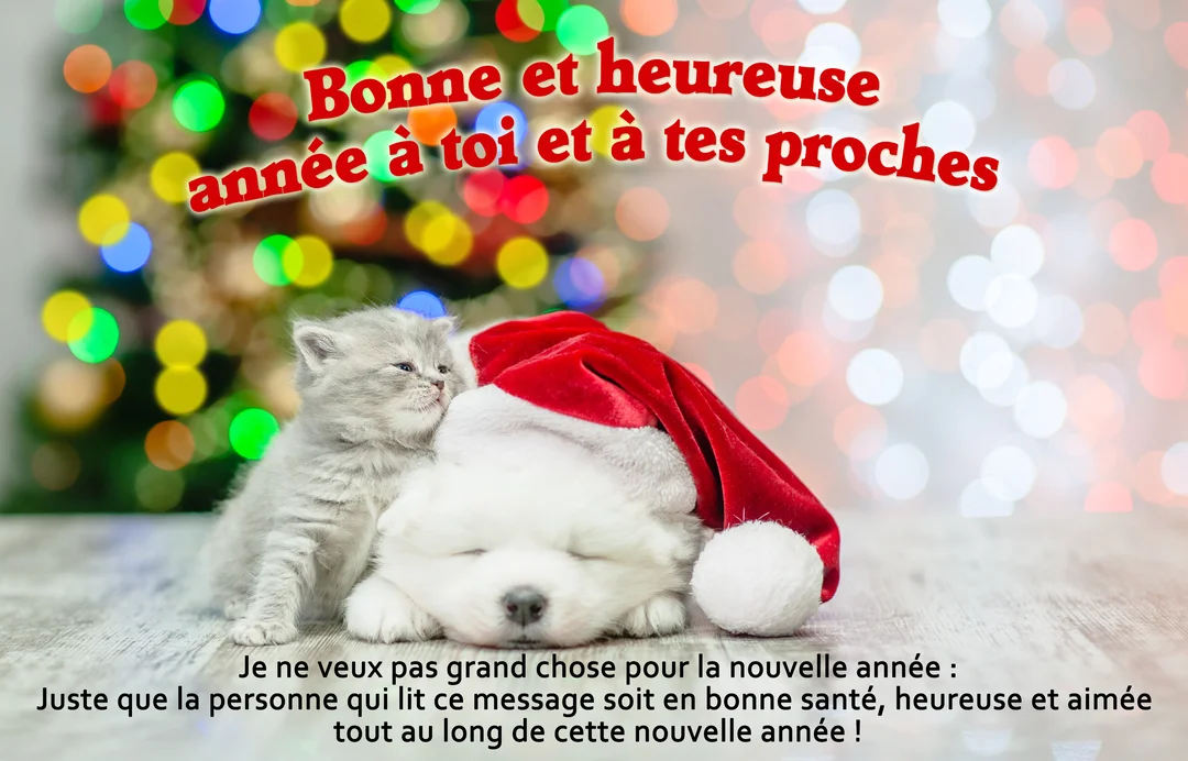 Sur un parquet, un chaton gris se love contre un chiot blanc coiffé d'un bonnet de Noël, avec un sapin illuminé en fond.