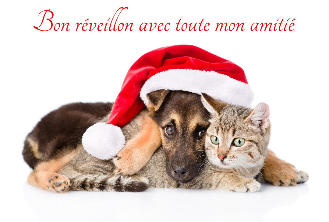 Sur un fond blanc, un chiot coiffé d'un bonnet de père Noël enlace affectueusement un jeune chat tigré, symbolisant une amitié tendre et inattendue.