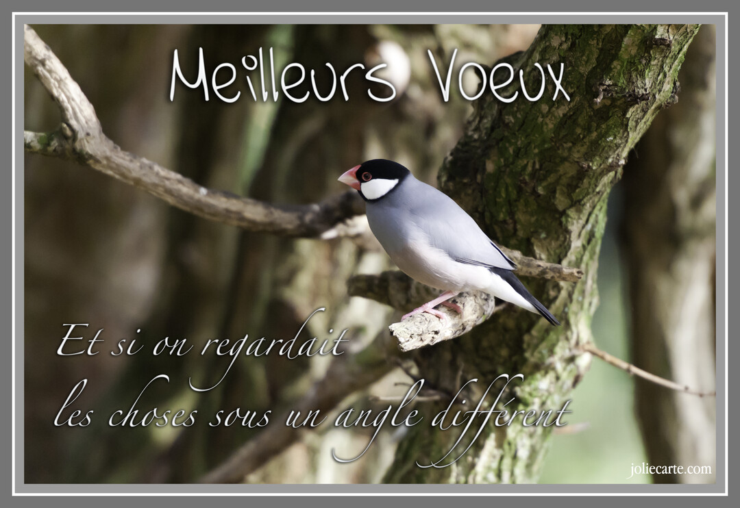 Un petit oiseau gris et noir, un Padda de Java, est posé sur une branche d'arbre, avec un texte de vœux calligraphié.