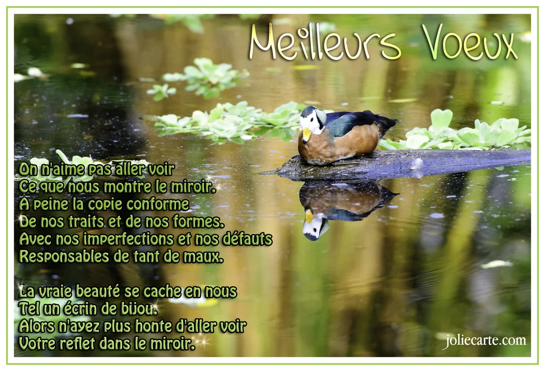 Un oiseau aquatique coloré, une anserelle naine, est perché sur un morceau de bois, son reflet parfaitement visible dans l'eau calme de l'étang.