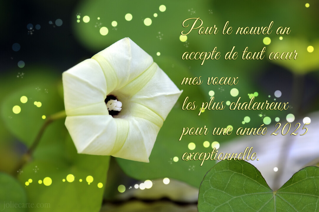 Gros plan d'une fleur de liseron blanche sur un fond de feuillage vert, avec un texte de vœux doré et des effets lumineux.