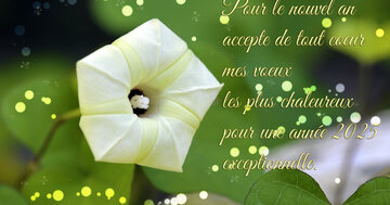 Aperçu de la carte : « Pour le nouvel an accepte de tout coeur mes voeux les plus chaleureux... »