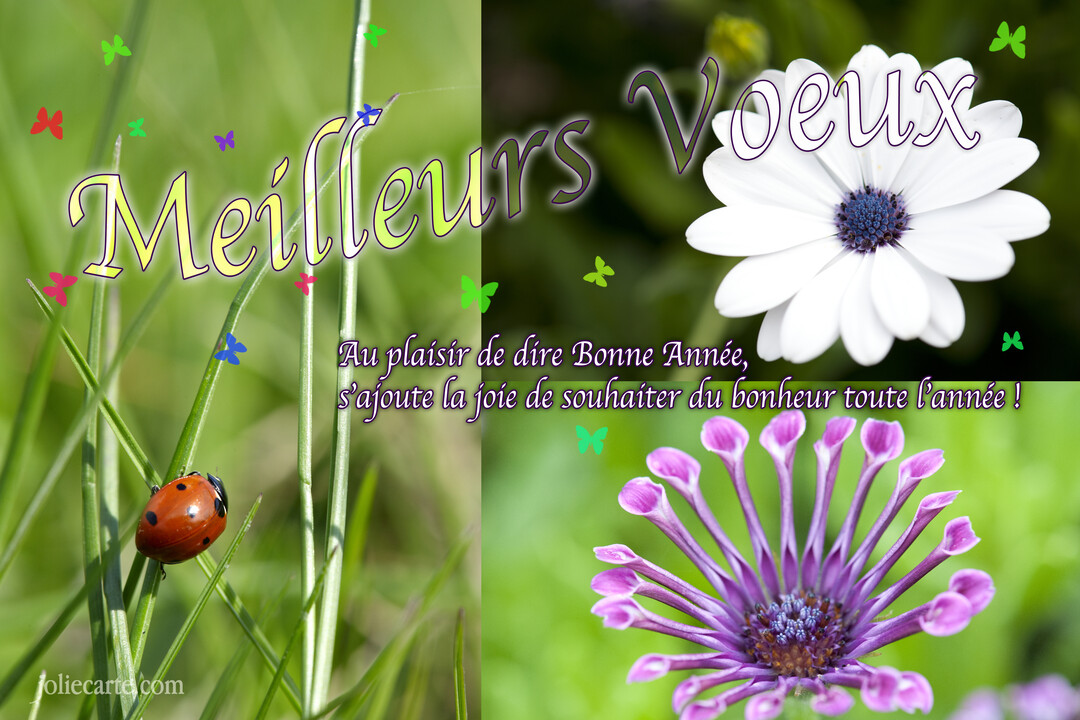 Un montage photo de vœux pour la nouvelle année, affichant une coccinelle sur de l'herbe et deux fleurs, une blanche et une violette.