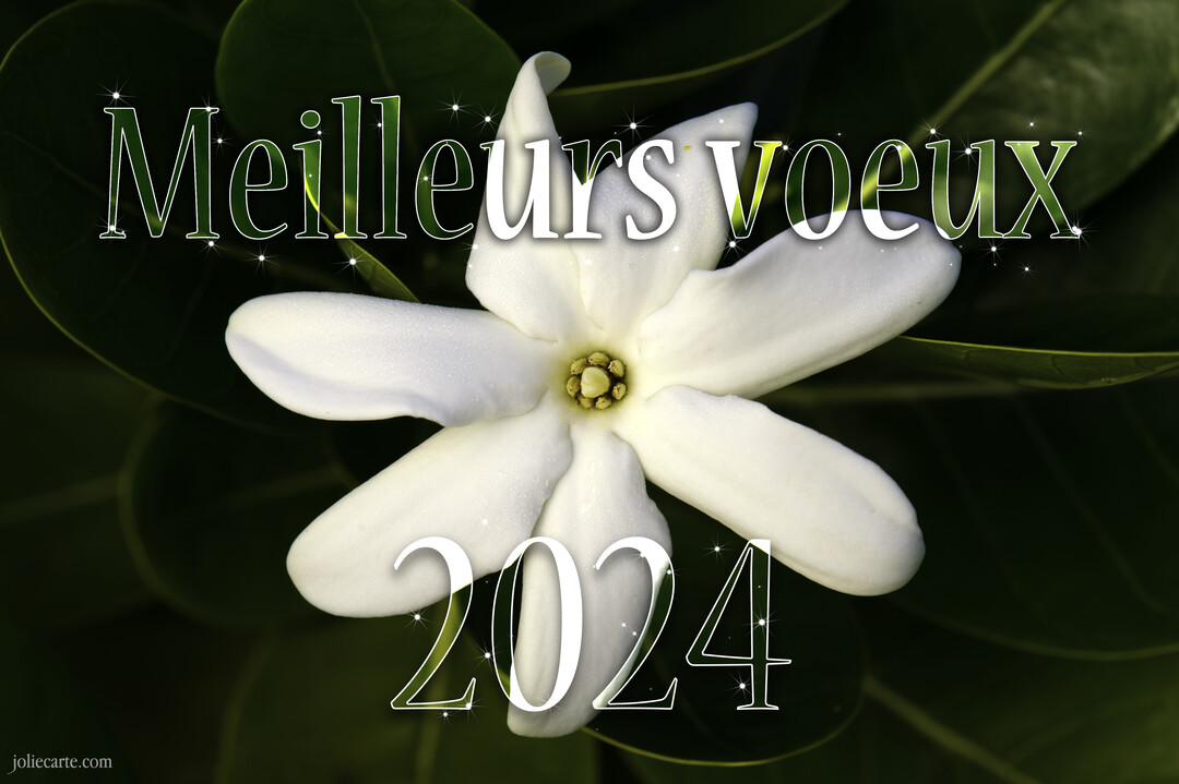 Une photographie en gros plan d'une fleur blanche aux pétales délicats, sur un fond de feuilles vertes, avec le texte scintillant 'Meilleurs vœux 2025'.