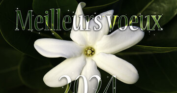 Aperçu de la carte : Meilleurs voeux 2025