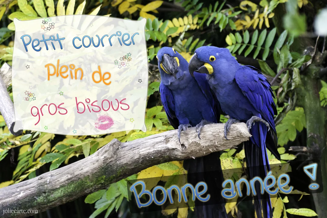 Deux aras hyacinthe d'un bleu intense sont perchés côte à côte sur une branche, sur un fond de feuillage tropical verdoyant.