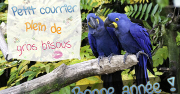 Aperçu de la carte : Bonne année ! Petit courrier plein de gros bisous.