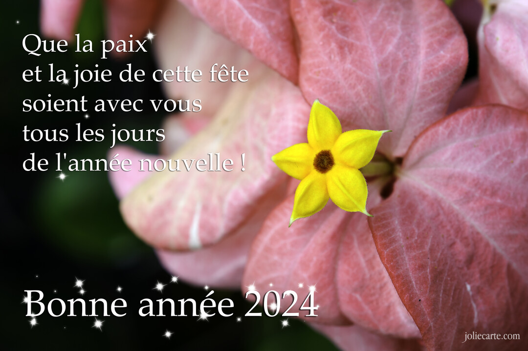 Gros plan sur une délicate fleur jaune au cœur de larges bractées roses, avec un texte de vœux pour la nouvelle année 2025.