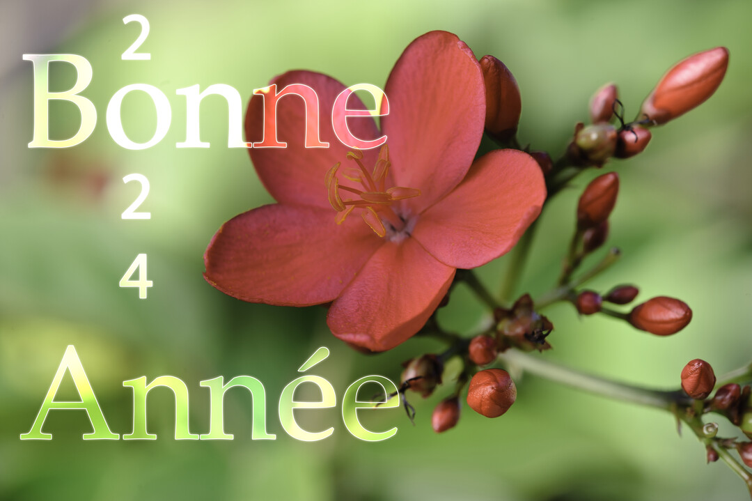 Une fleur rouge corail épanouie et ses bourgeons sur une tige, avec un arrière-plan végétal vert et flou où est inscrit 'Bonne Année 2025'.