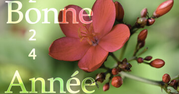 Aperçu de la carte : Bonne année 2025