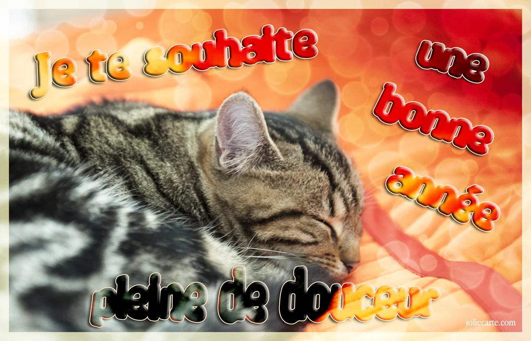 Un jeune chat tigré gris et noir dort profondément, sa tête reposant sur un fond orange vif avec un effet de lumière bokeh.