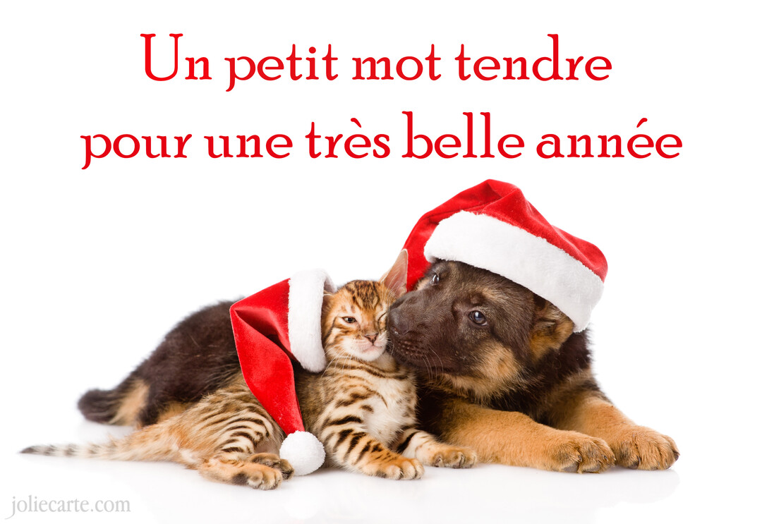 Un chiot berger allemand et un chaton tigré, tous deux coiffés d'un bonnet de Noël, sont blottis l'un contre l'autre sur un fond blanc.