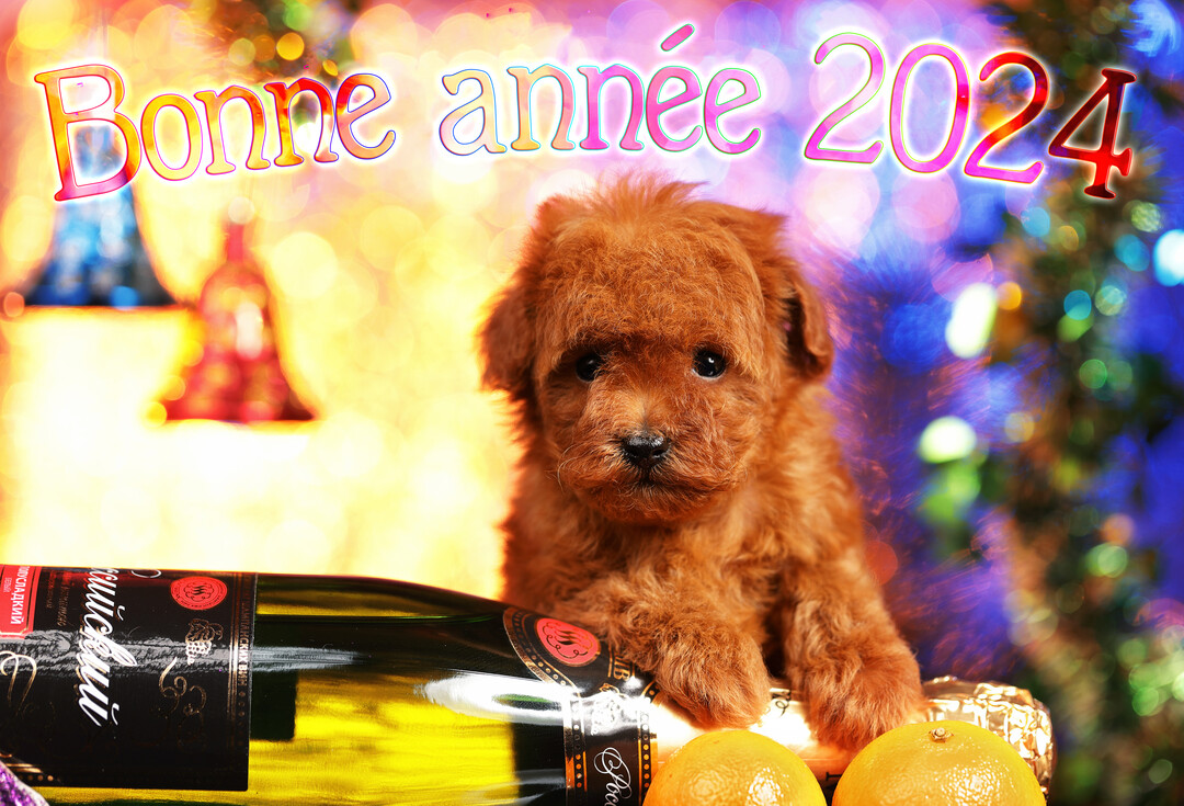 Un jeune chiot caniche roux, très mignon, est assis derrière une bouteille festive, avec des lumières colorées en arrière-plan et le texte 'Bonne année 2025'.