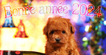 Aperçu de la carte : Bonne année 2025