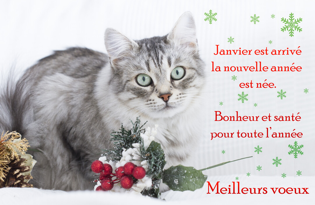 Sur un fond blanc, un chat argenté aux yeux verts est assis près de décorations hivernales, avec un texte de vœux à sa droite.