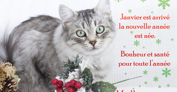 Aperçu de la carte : « Meilleurs vœux. Janvier est arrivé, la nouvelle année est née... »