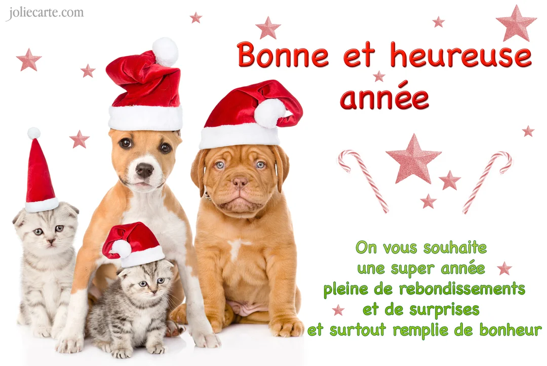 Sur un fond blanc décoré d'étoiles, deux chiots et deux chatons sont assis côte à côte, coiffés de bonnets de Noël rouges.