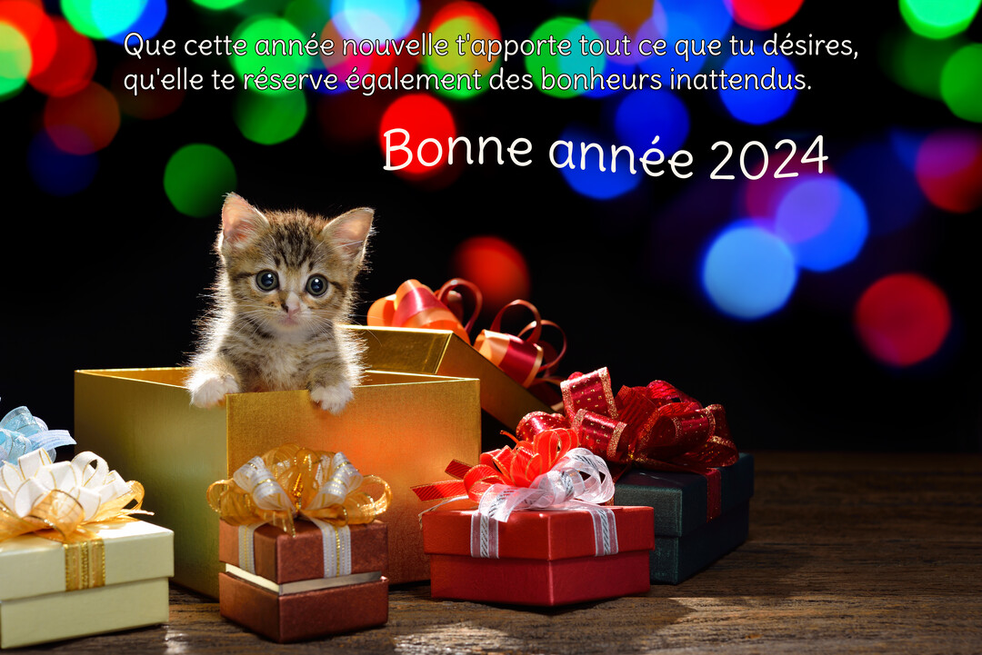 Un chaton tigré aux grands yeux regarde la caméra, sortant d'une boîte cadeau dorée au milieu de paquets colorés sur un fond noir.