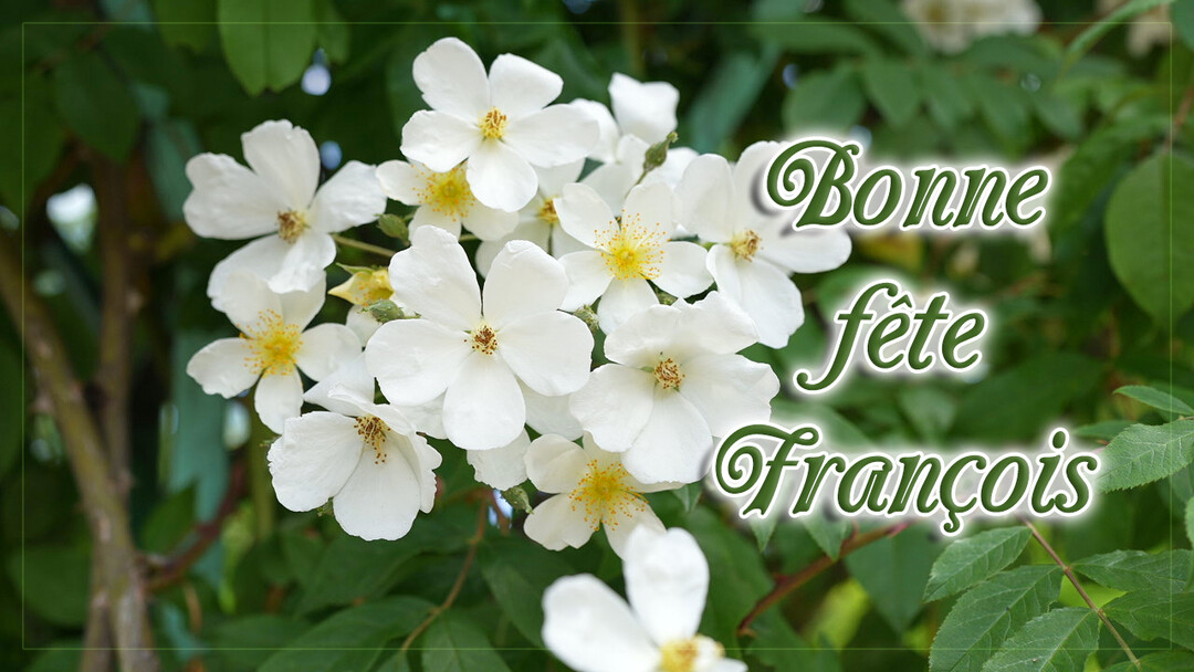 Une carte de vœux photographique montrant un bouquet de roses blanches sauvages avec un cœur jaune, sur un fond de feuilles vertes luxuriantes.