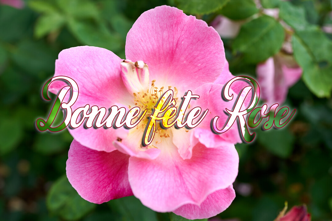 Gros plan sur une rose rose aux pétales délicats et au cœur jaune, sur un fond de feuillage vert flouté.