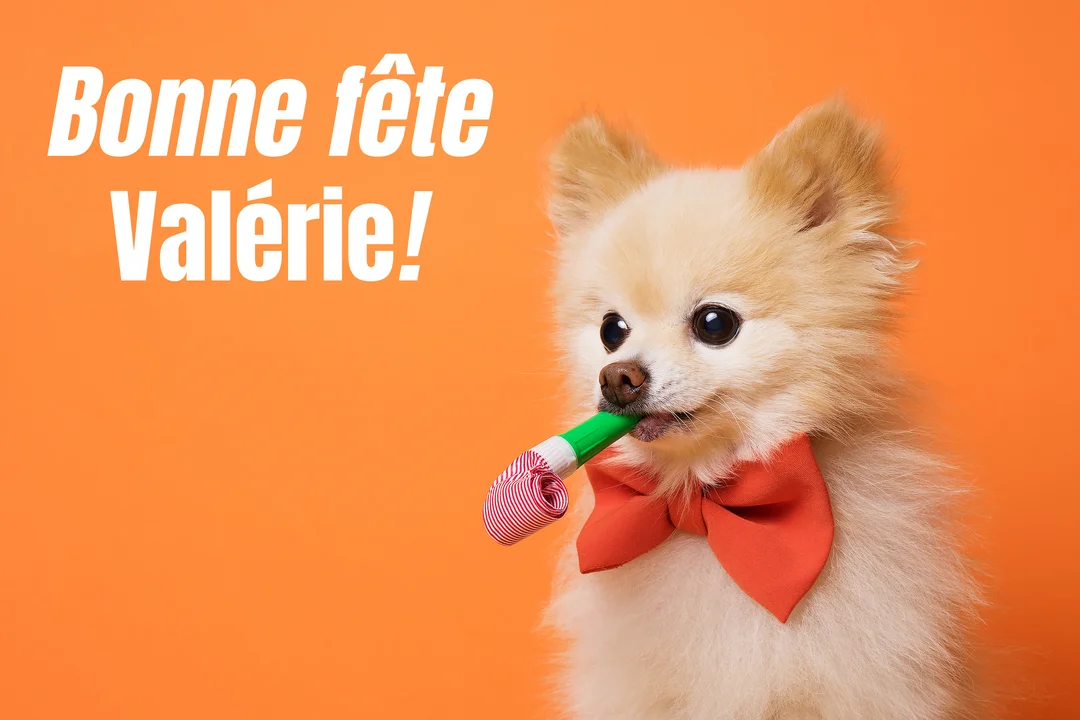 Un petit chien Loulou de Poméranie crème avec un nœud papillon rouge tient un sans-gêne dans sa gueule sur un fond orange uni.
