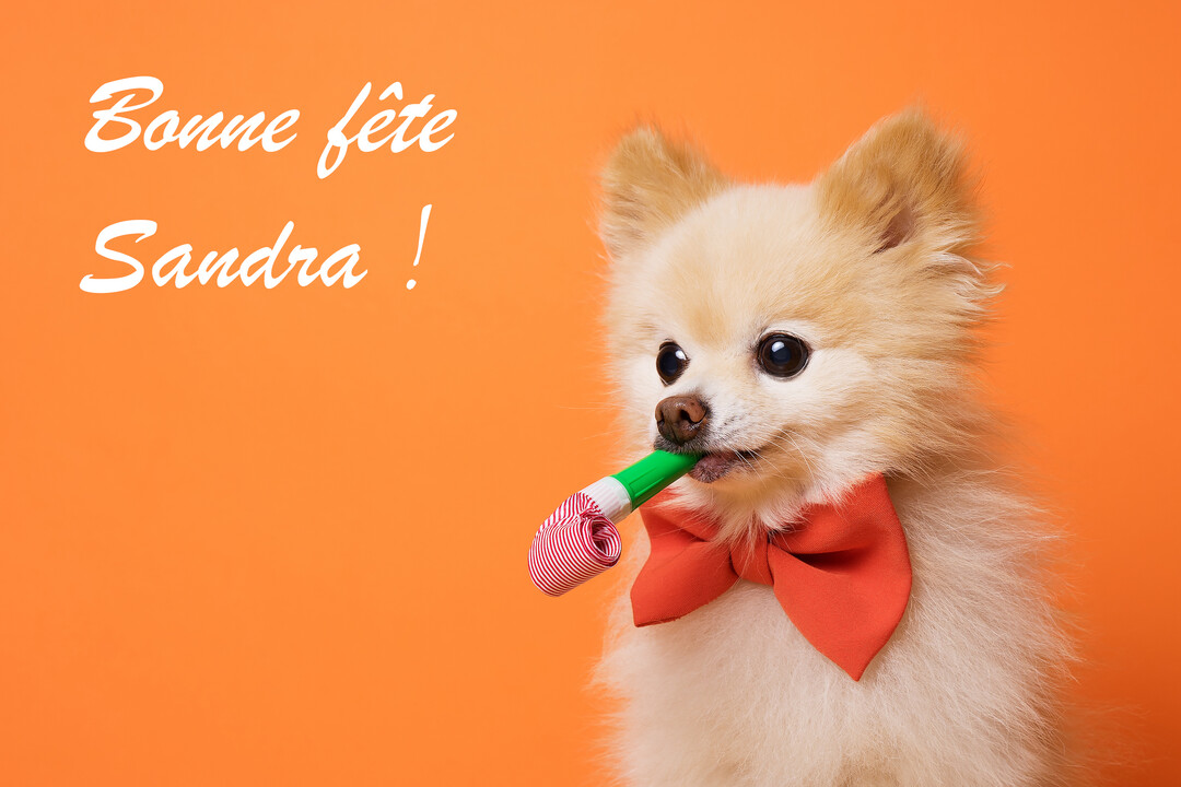 Un petit chien spitz nain de couleur crème, portant un nœud papillon rouge, tient un sans-gêne dans sa bouche sur un fond orange vif.