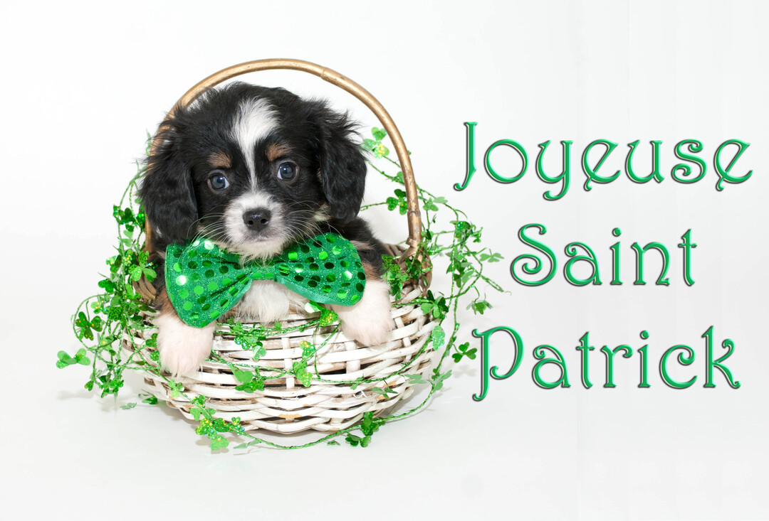 Un chiot noir, blanc et feu est assis dans un panier blanc, paré d'un grand nœud papillon vert scintillant et entouré d'une guirlande de trèfles.