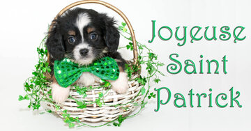 Aperçu de la carte : Joyeuse St Patrick