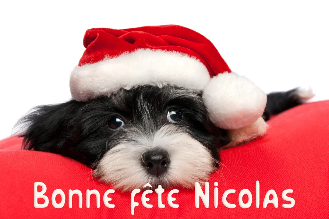 Un jeune chiot bicolore noir et blanc, coiffé d'un bonnet de Père Noël, pose sa tête sur un coussin rouge vif sur fond blanc.