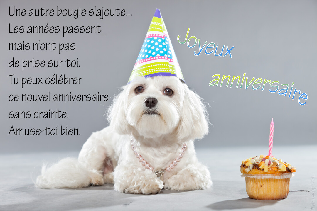 Un petit chien blanc coiffé d'un chapeau pointu coloré est assis à côté d'un cupcake surmonté d'une bougie, sur un fond gris uni.