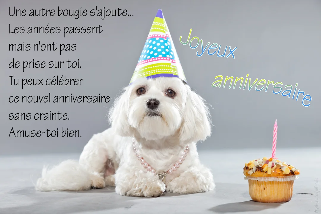 Un petit chien blanc coiffé d'un chapeau pointu coloré est assis à côté d'un cupcake surmonté d'une bougie, sur un fond gris uni.