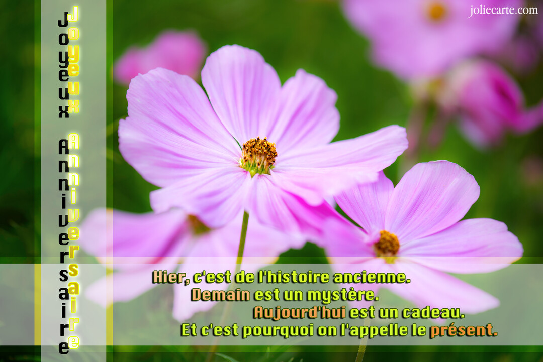 Photographie en gros plan de fleurs de cosmos roses sur un fond vert flouté, avec un texte superposé souhaitant un joyeux anniversaire.