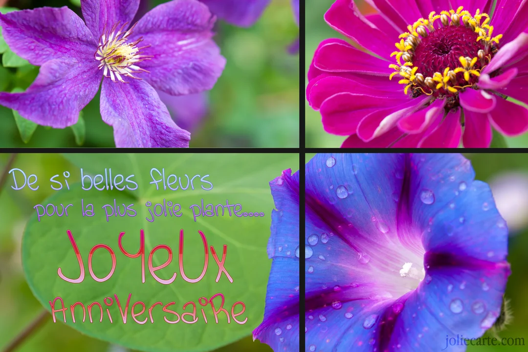 Collage photographique en quatre parties montrant trois gros plans de fleurs colorées et un message d'anniversaire sur une feuille verte.