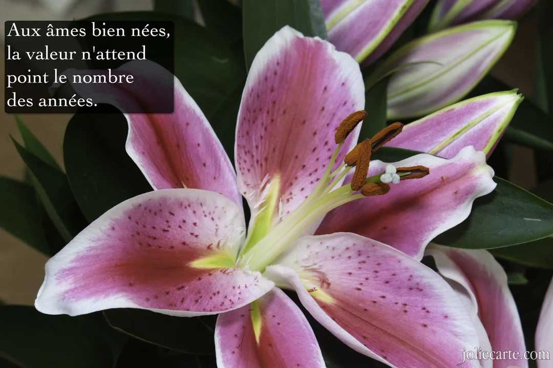 Photographie en gros plan d'une fleur de lys 'Stargazer' aux pétales roses tachetés et blancs, avec la citation superposée en haut à gauche.