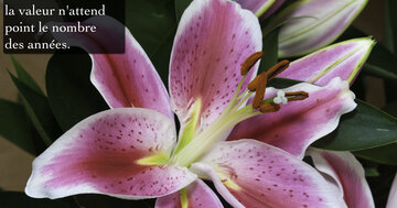 Aperçu de la carte : « Aux âmes bien nées, la valeur n'attend point... »