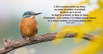 Aperçu de la carte : « L'être humain pense au futur, au point d'oublier le présent... »