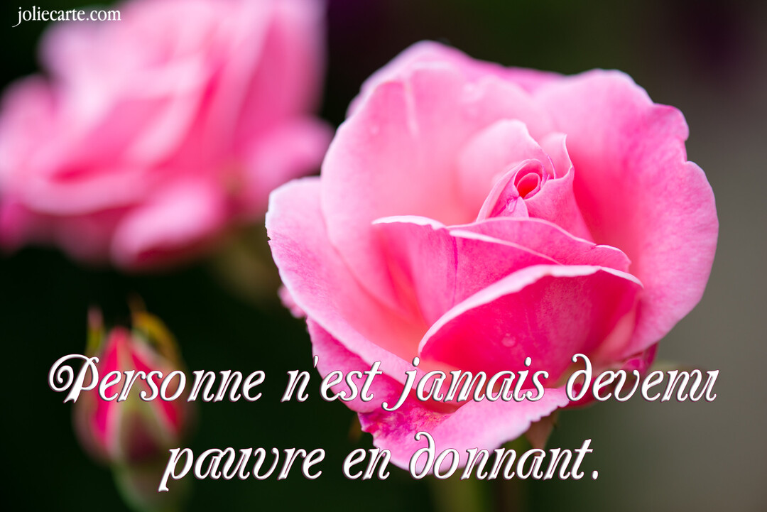 Photographie en gros plan d'une rose d'un rose éclatant, sur un fond sombre, avec un texte blanc calligraphié superposé sur la fleur.