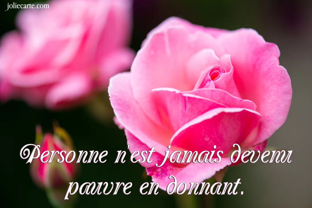 Photographie en gros plan d'une rose d'un rose éclatant, sur un fond sombre, avec un texte blanc calligraphié superposé sur la fleur.